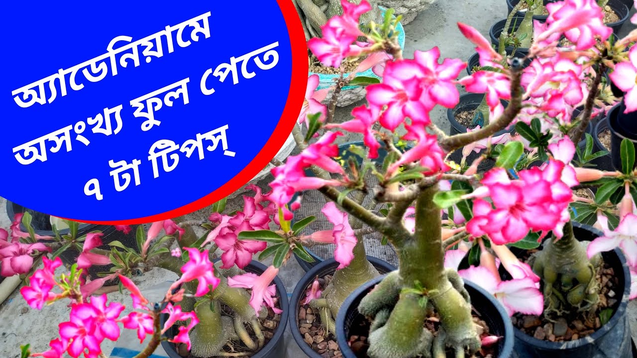 How To Get Desert Rose Maximum Blooming | Flowering Tips For Desert Rose Plant