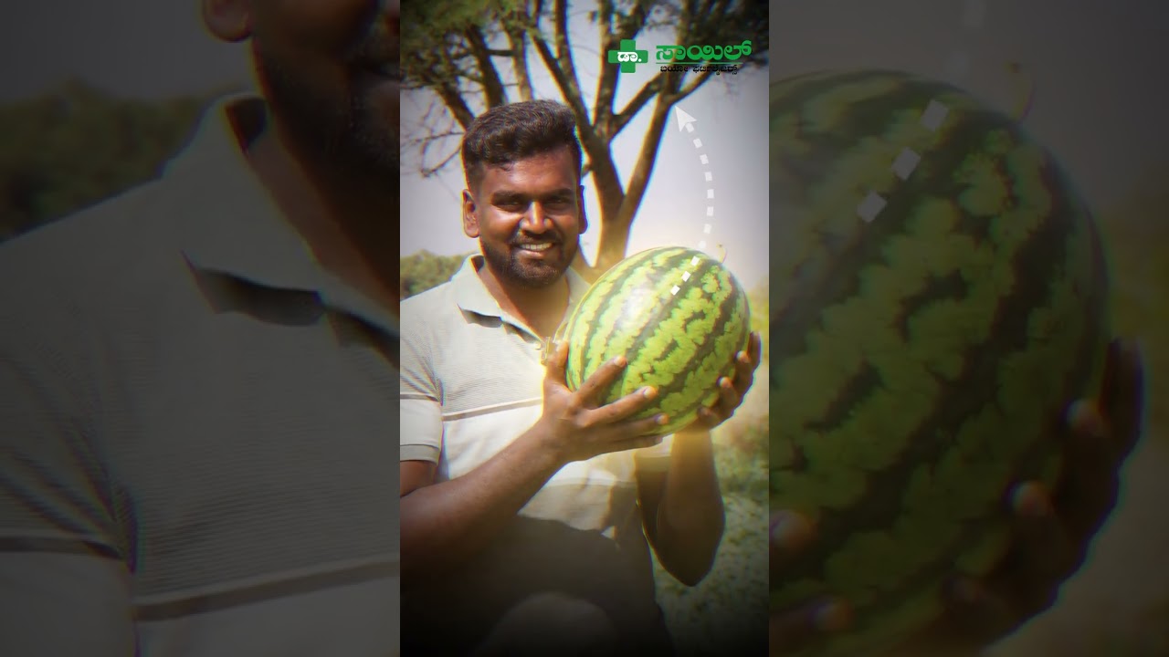 54 ದಿನಗಳಲ್ಲಿ 5-6 ಕೆಜಿ ತೂಕ..! Watermelon | Agriculture