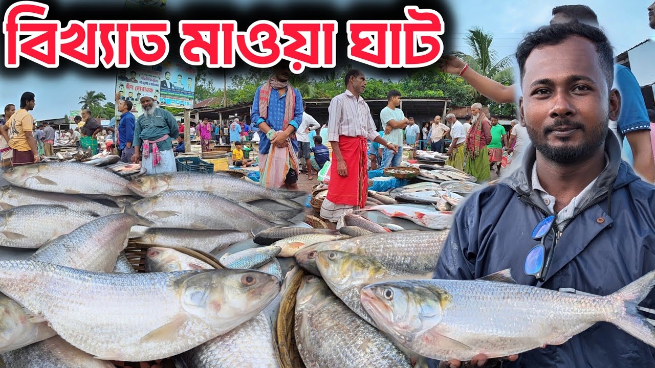মাওয়া ঘাটে ইলিশের দাম!কোথা থেকে আসে ইলিশ। today ilish price in Bangladesh. mawaghat.