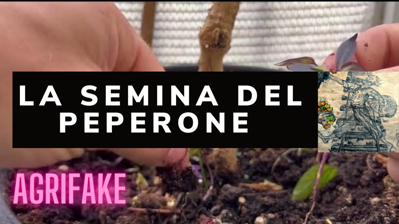 LA SEMINA DEL PEPERONE 🌶️ IN VASO