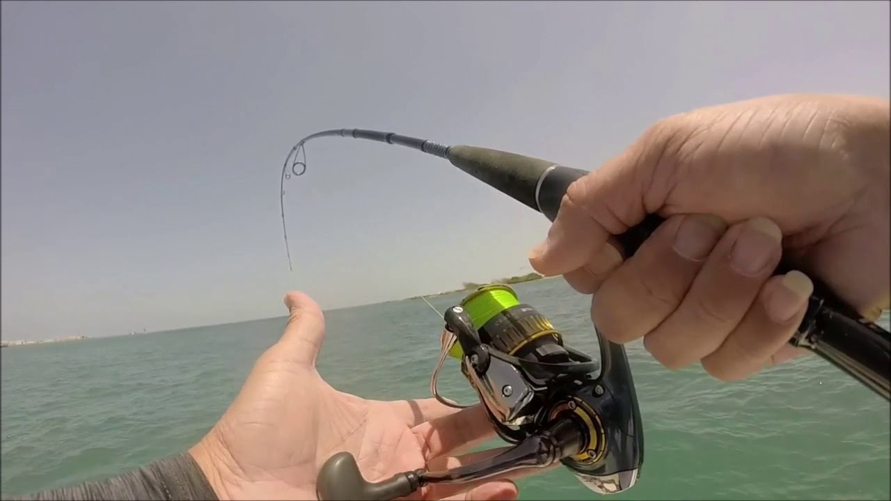Daiwa Cetate 3012H -Golden Travelly