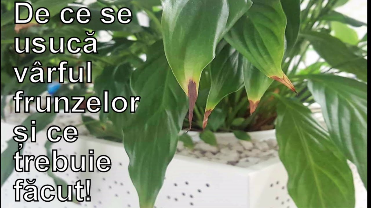 De ce se usuca varful frunzelor și ce trebuie facut!