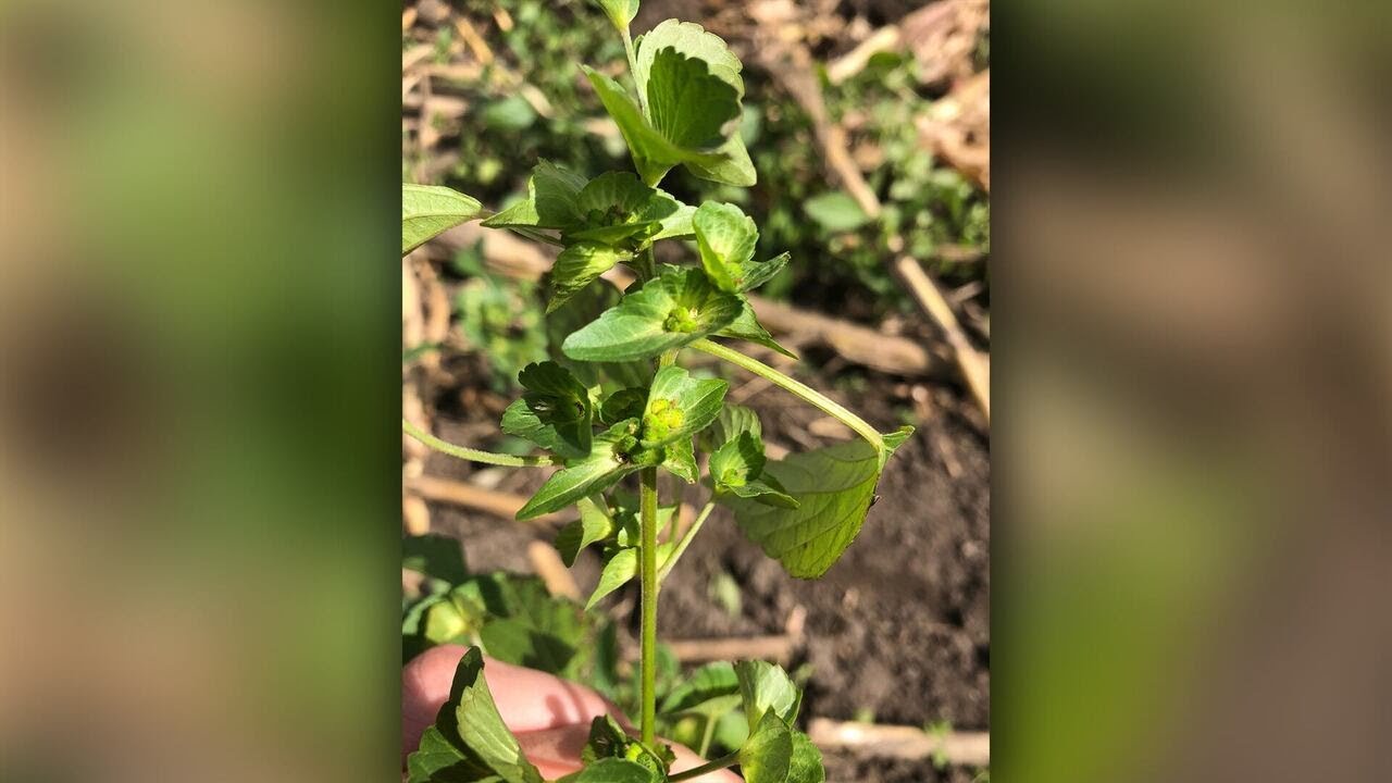 Stephenson County discovery: Asian copperleaf, a nonnative weed, confirmed in Illinois