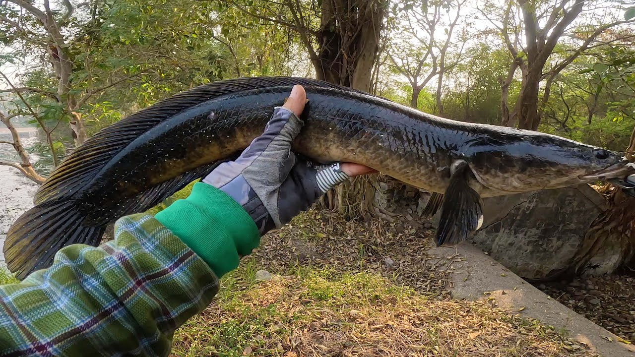 Monster snakehead fishing | after long time wild snakehead fishing