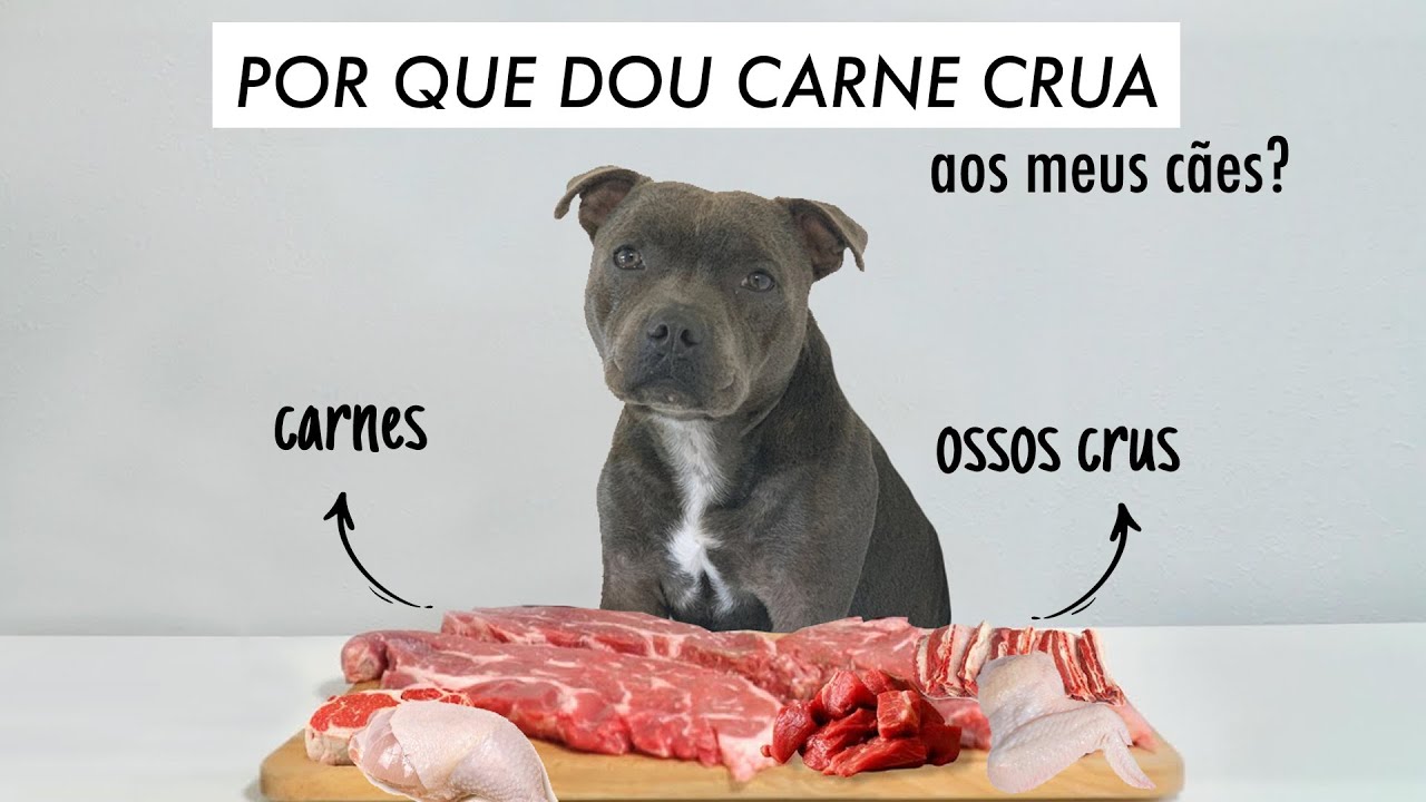 Por que dou carne crua a meus cães?  - Alergia Atópica, alimentação natural