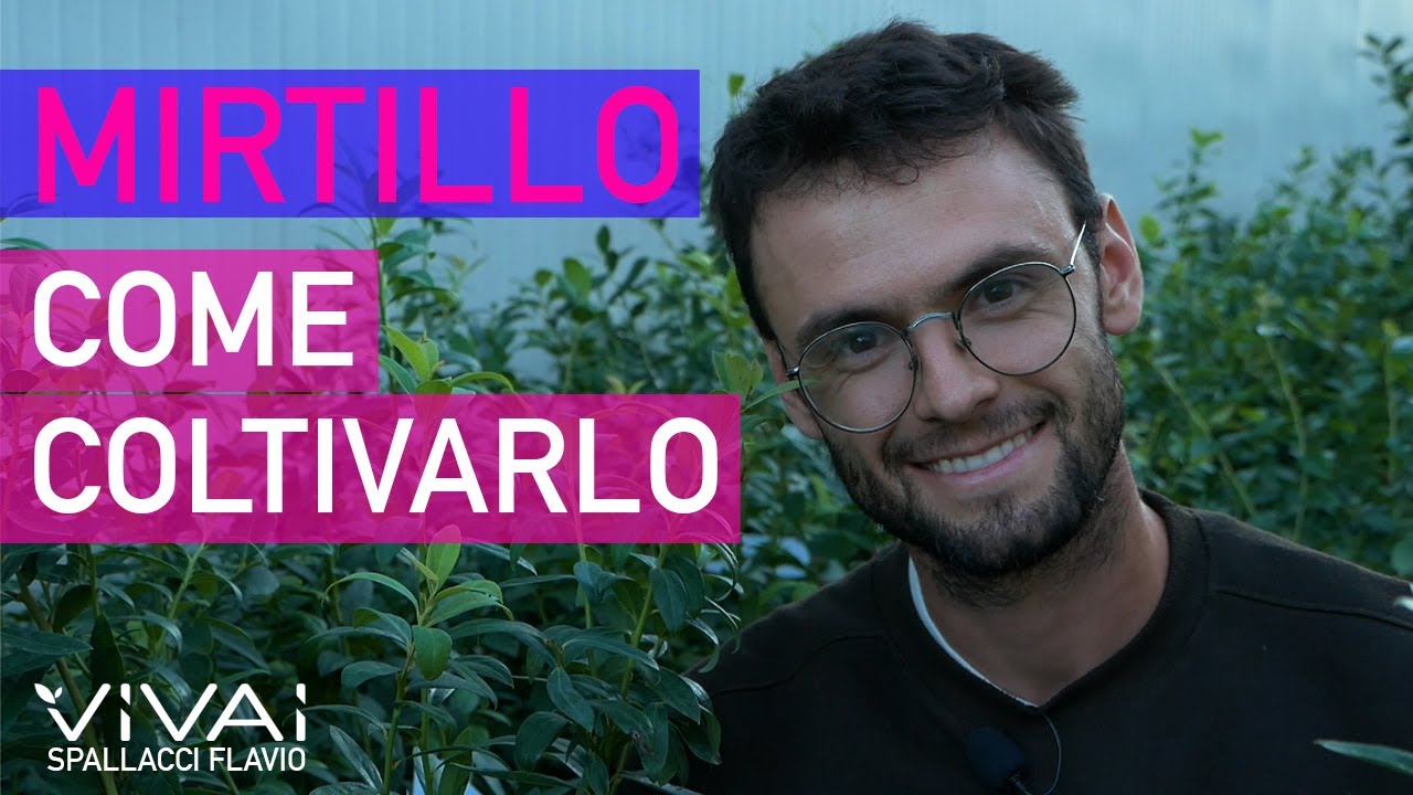 COME COLTIVARE IL MIRTILLO