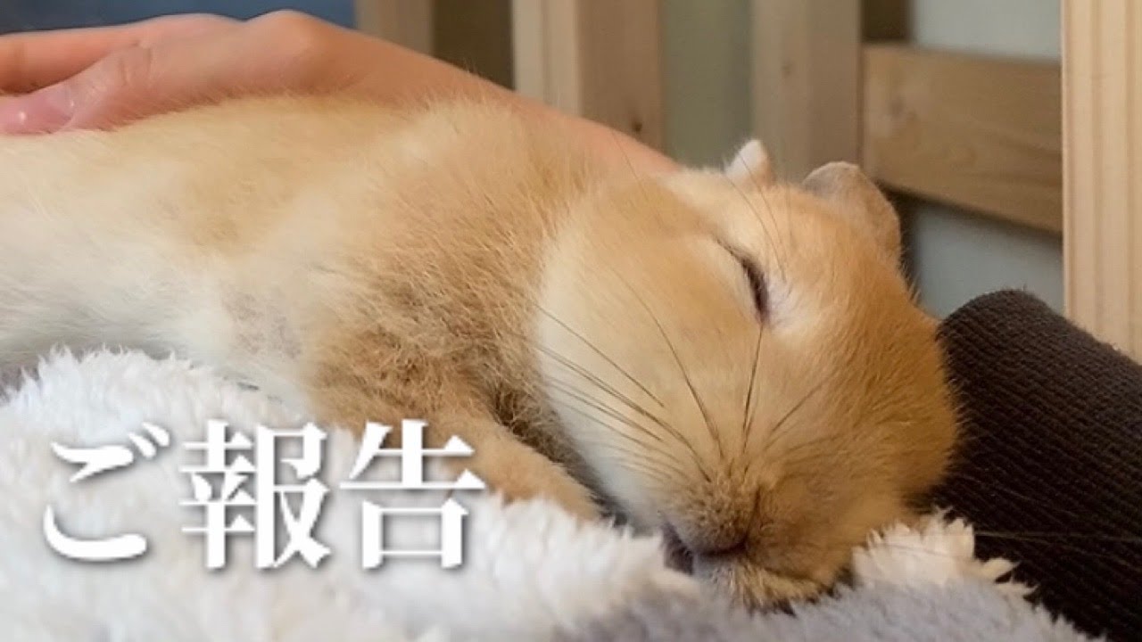 【ご報告】げんまいが亡くなりました　#30