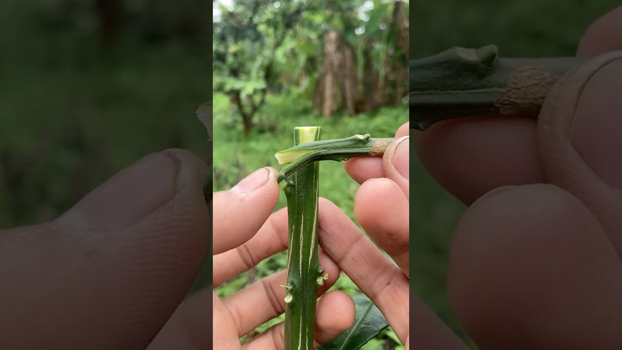 grafting orange tree onto grapefruit rootstock
