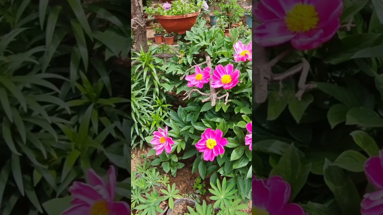 Gardening Ideas Everyone Loves 🌸🌱 