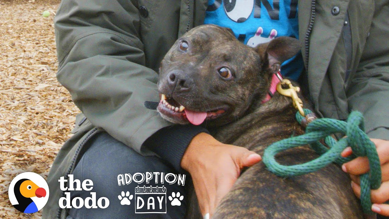 Blind Dog Spent 6 Years Spinning In A Shelter Kennel — Then This Happened | The Dodo Adoption Day