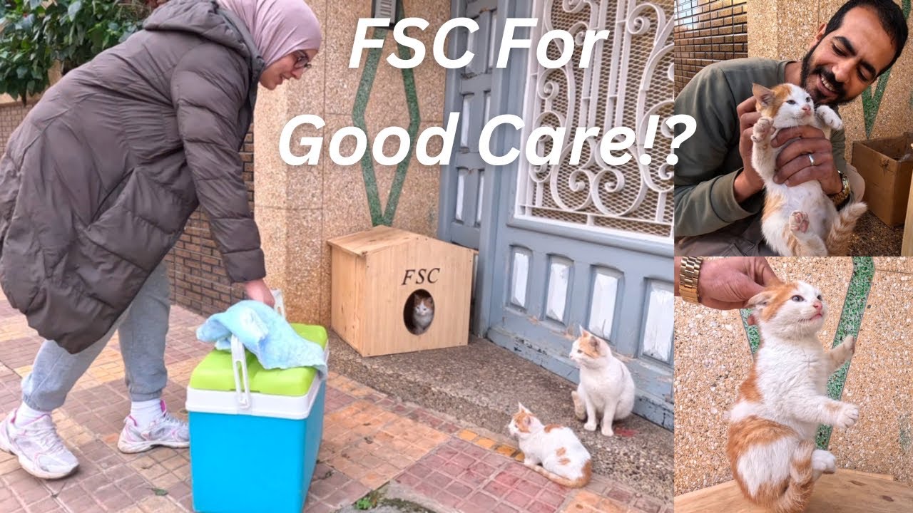 This couple, through their care, will make all stray cats trust them.