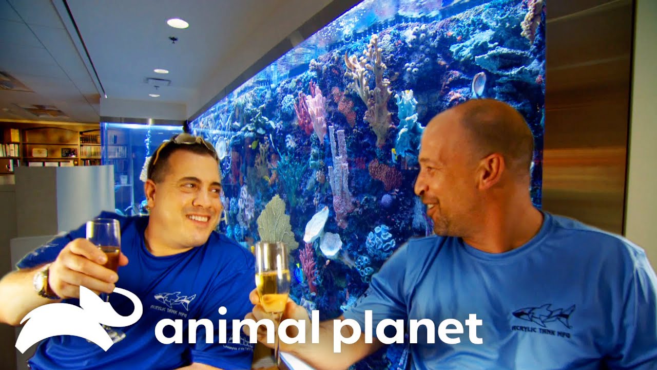 The Lifestyle of the Fish and Famous | Tanked | Animal Planet