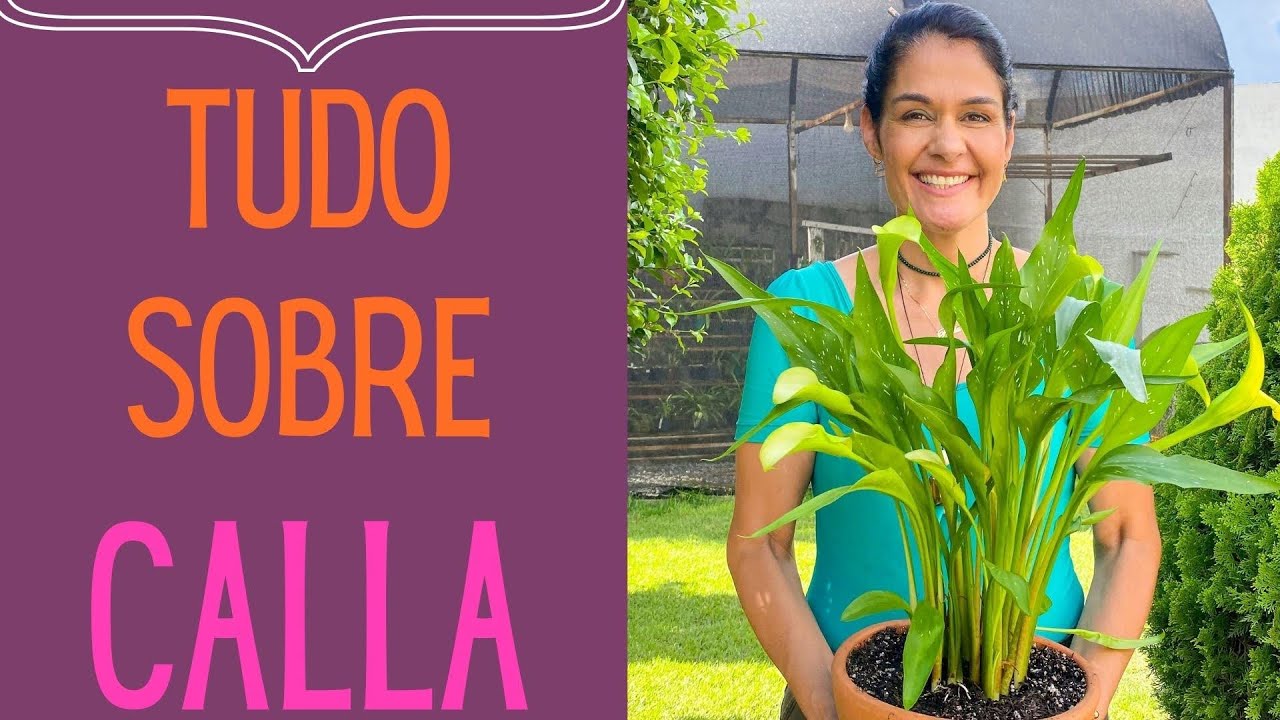 Como cuidar da planta Calla (flor) em vaso ou no jardim para ela não morrer e como fazer mudas