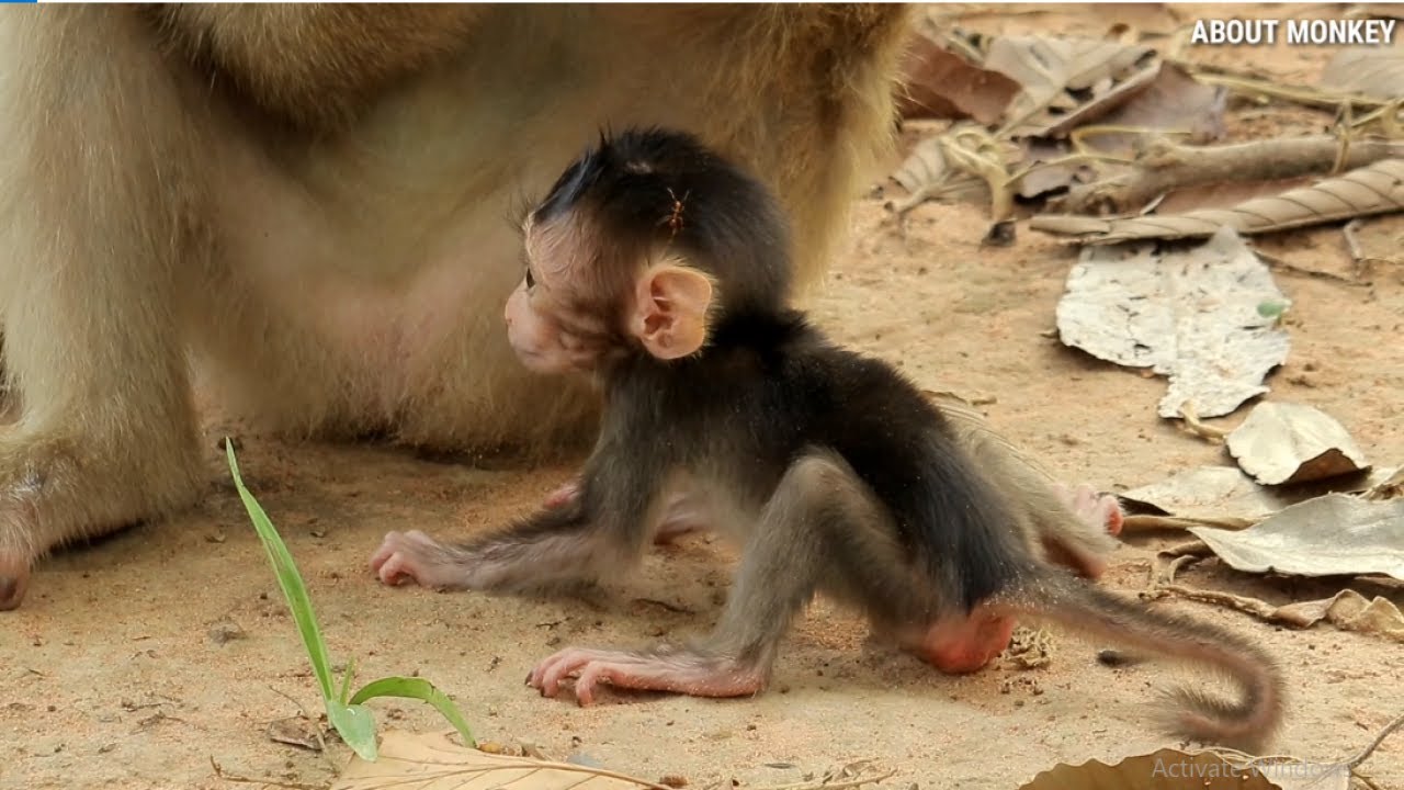 Young Mom Monkey Rose Release Baby Monkey Rex For Start To Walk,  Baby Rex Now Become To Strong...!