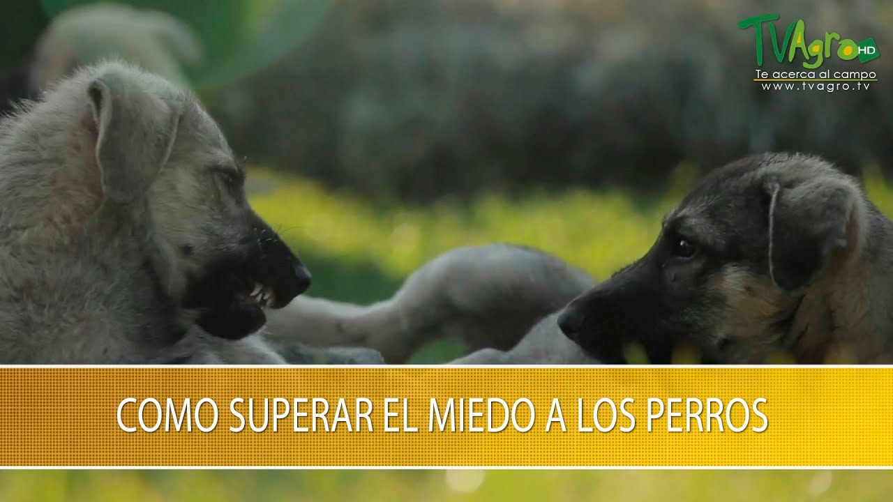Como Superar el Miedo a los Perros- TvAgro por Juan Gonzalo Angel Restrepo