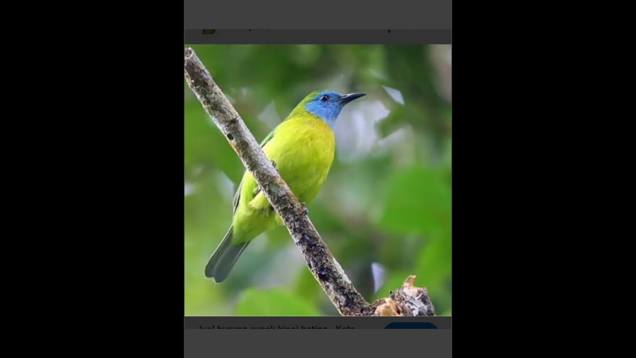 Suara burung cucak kinoi betina isian 