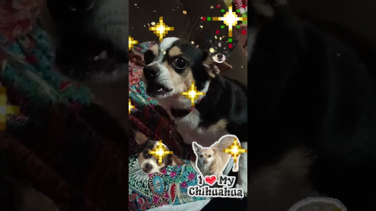 I'm playing with my grandma's Craig455 dog joey 