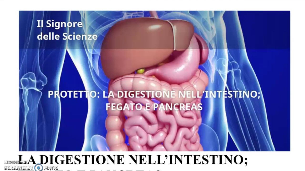La Digestione - parte 2 (Intestino); il fegato e il pancreas