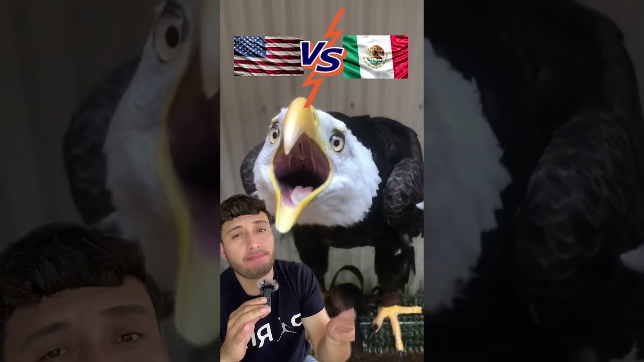 Sonido del &aacute;guila calva vs sonido del &aacute;guila real 🇺🇸vs🇲🇽
