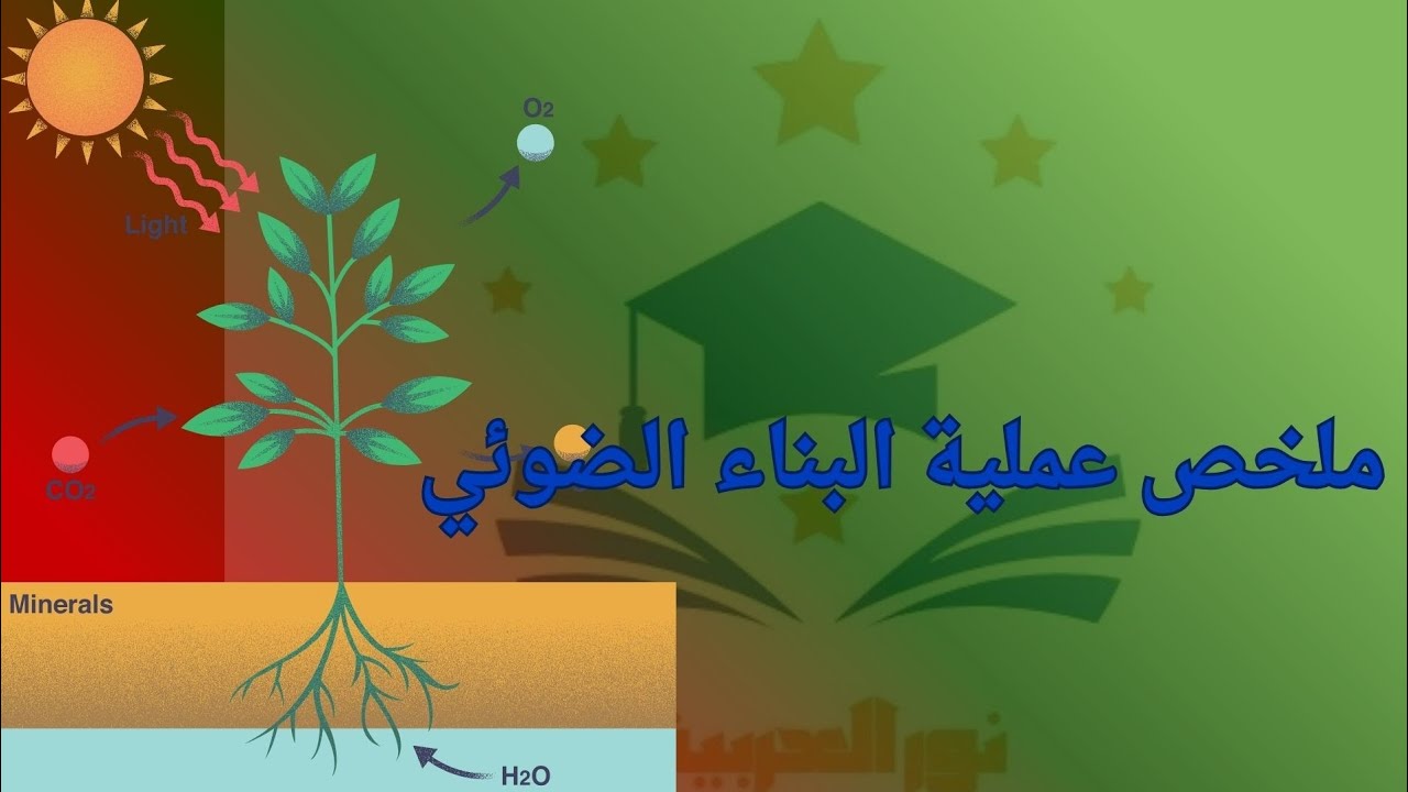 ملخص عملية البناء الضوئي | الصف الثاني الاعدادي | المنهج الجديد المطور للعام 2026
