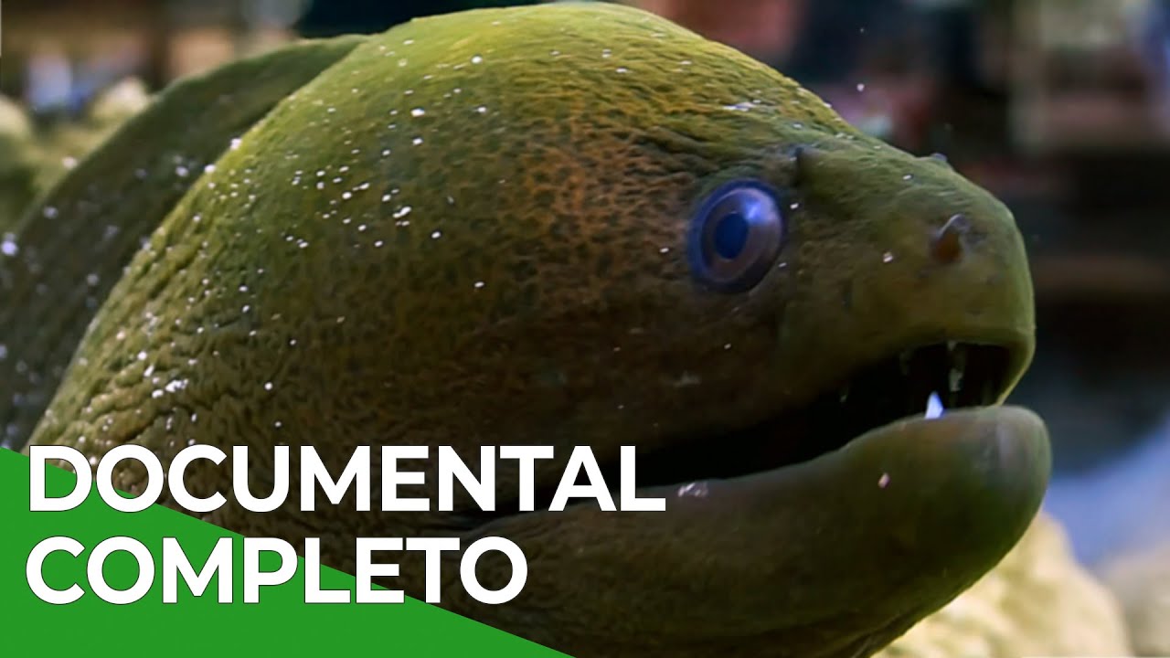 Sentidos Superiores – Episodios 4 a 6 | Free Documentary Nature - Español