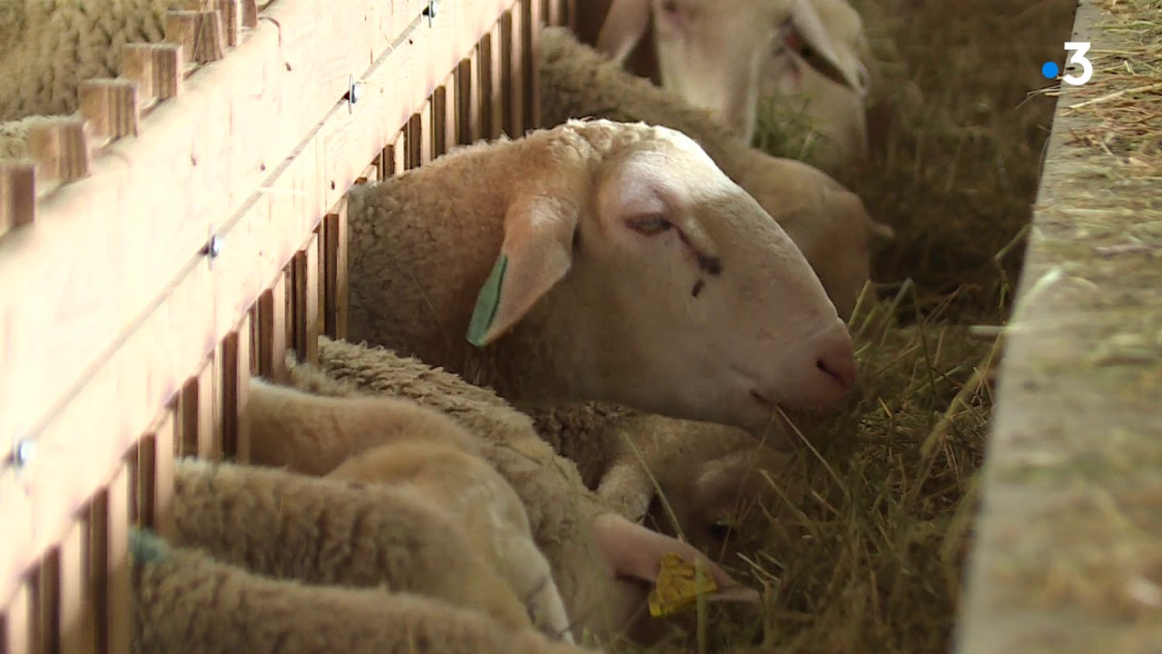 Var : r&eacute;unis en association, les &eacute;leveurs cr&eacute;ent un abattoir