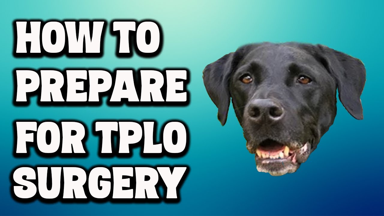 How to Prepare for TPLO Surgery - 12 Tips