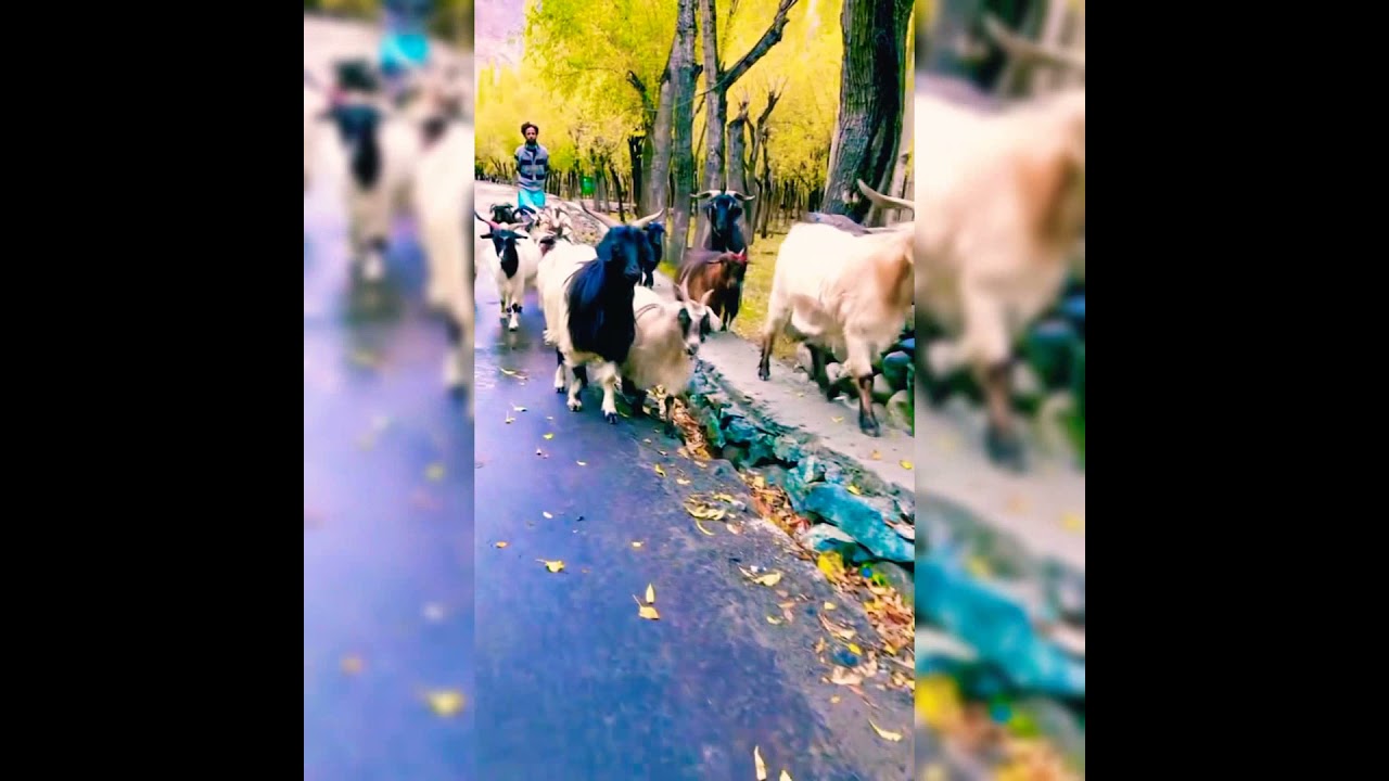 Beauty of KPK Pakistan #pakistan#beauty#kpk #shorts