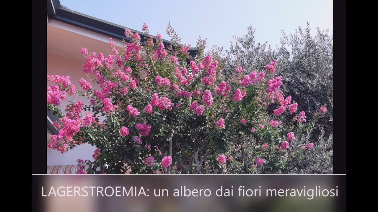 Tutti i consigli per una splendida LAGERSTROEMIA (Lillà delle Indie) - W&A Gardens: orto e giardino