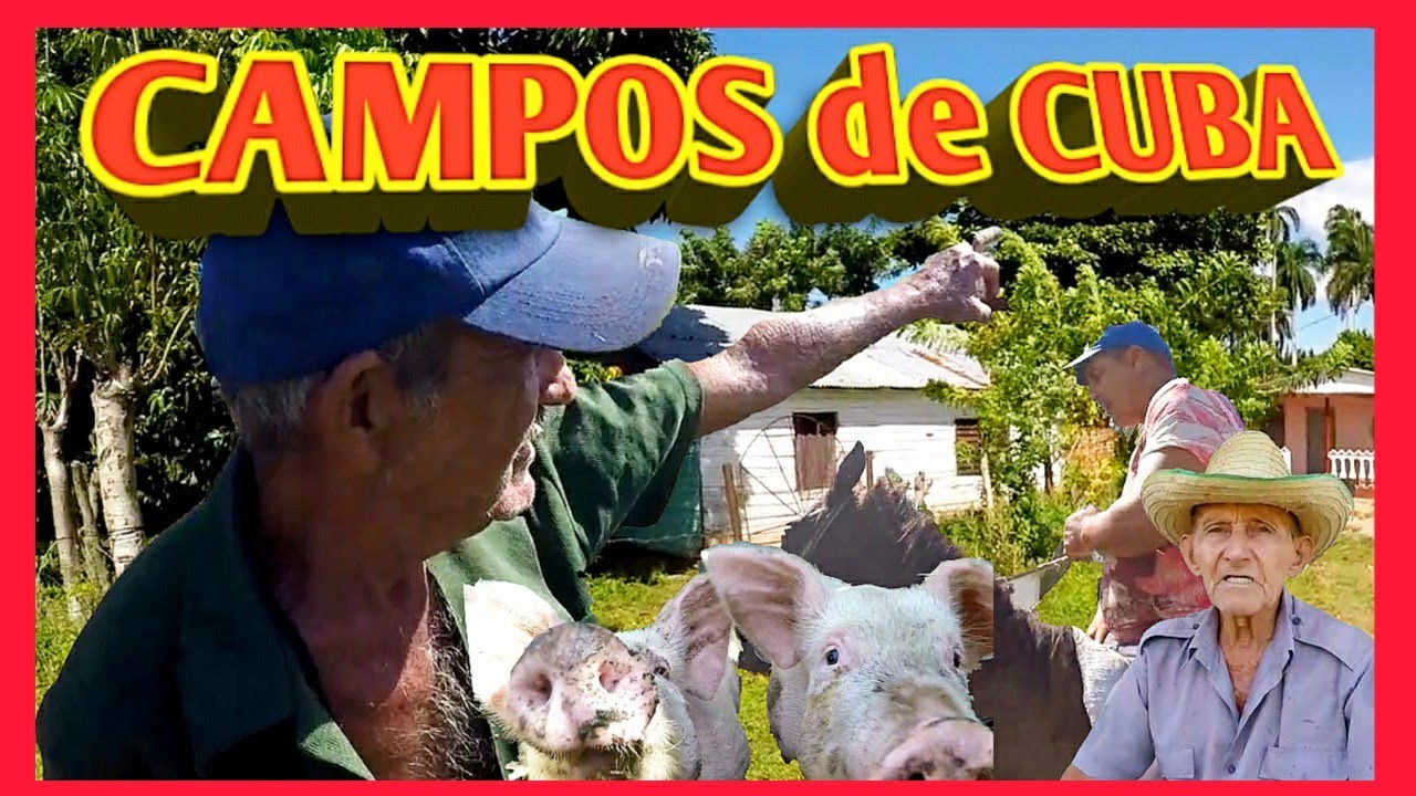 💓💓💓🥰 RECORRIDO por los campos de cuba que es una CCS de campesinos el chancletazo cubano
