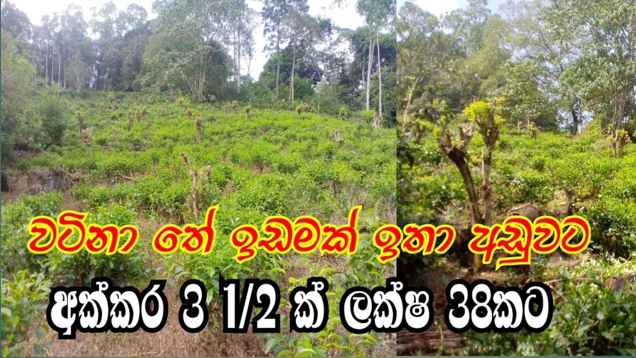සුන්දර දිය පහරකට මායින්ව වටිනා තේ ඉඩමක් | tea land for sale | aduwata idamak vikinimata අඩුවට ඉඩමක්