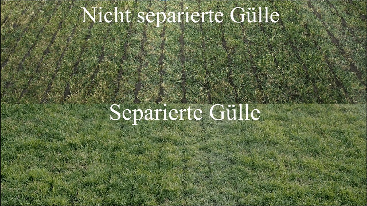 Gülle-Separator (Eigenbau) - Vergleich separierte/unseparierte Gülle auf dem Feld