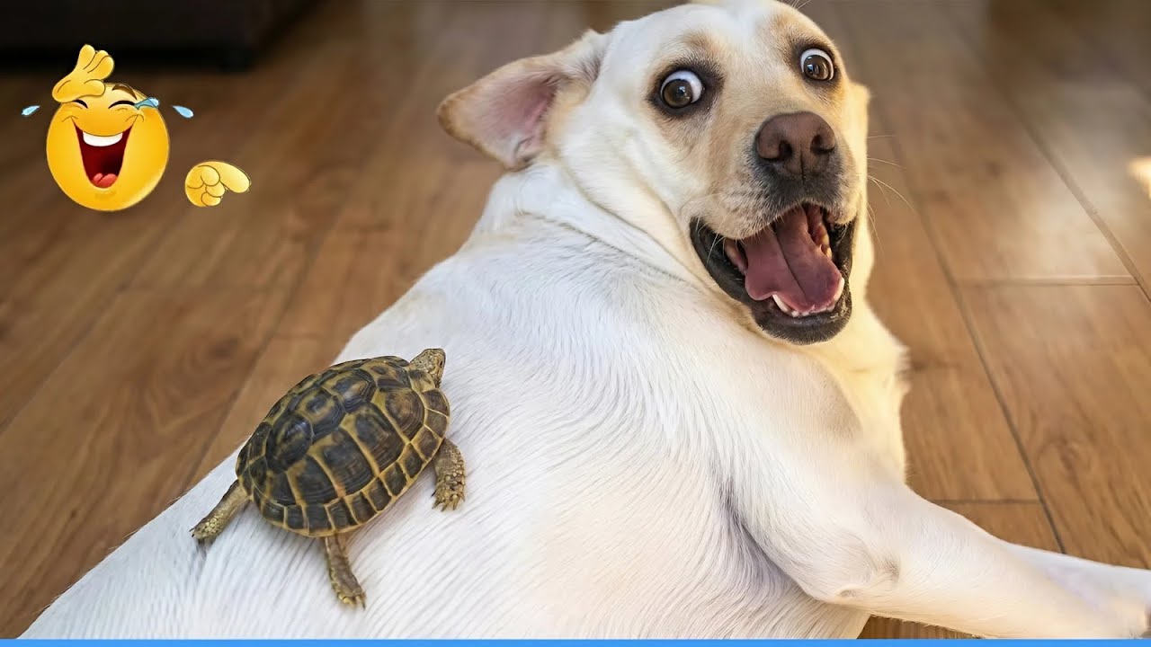 You Will Die Laughing At These Dogs 😹🐶 The Funniest Dog Moments Compilation 🐾