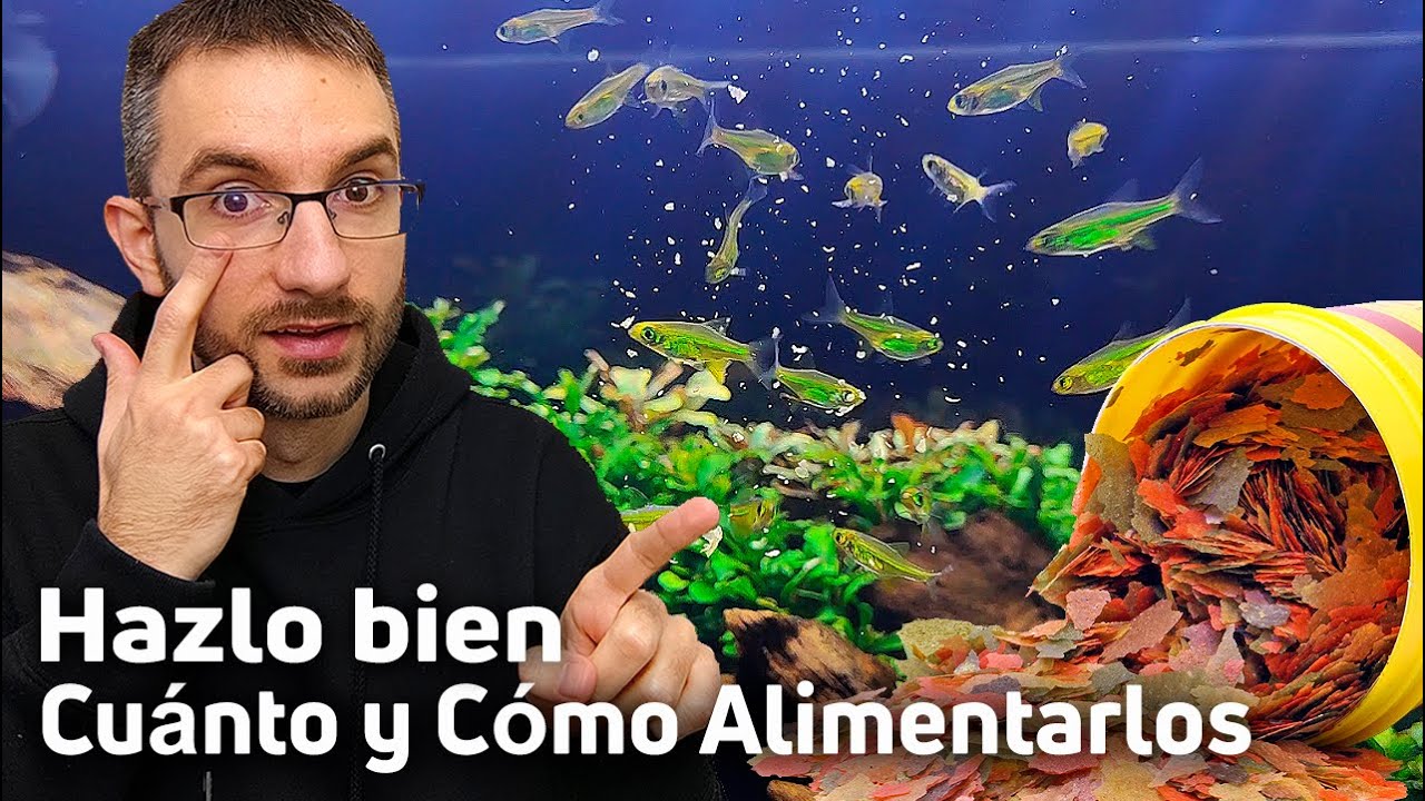 Cómo Alimentar a los Peces de nuestro Acuario Correctamente🐠