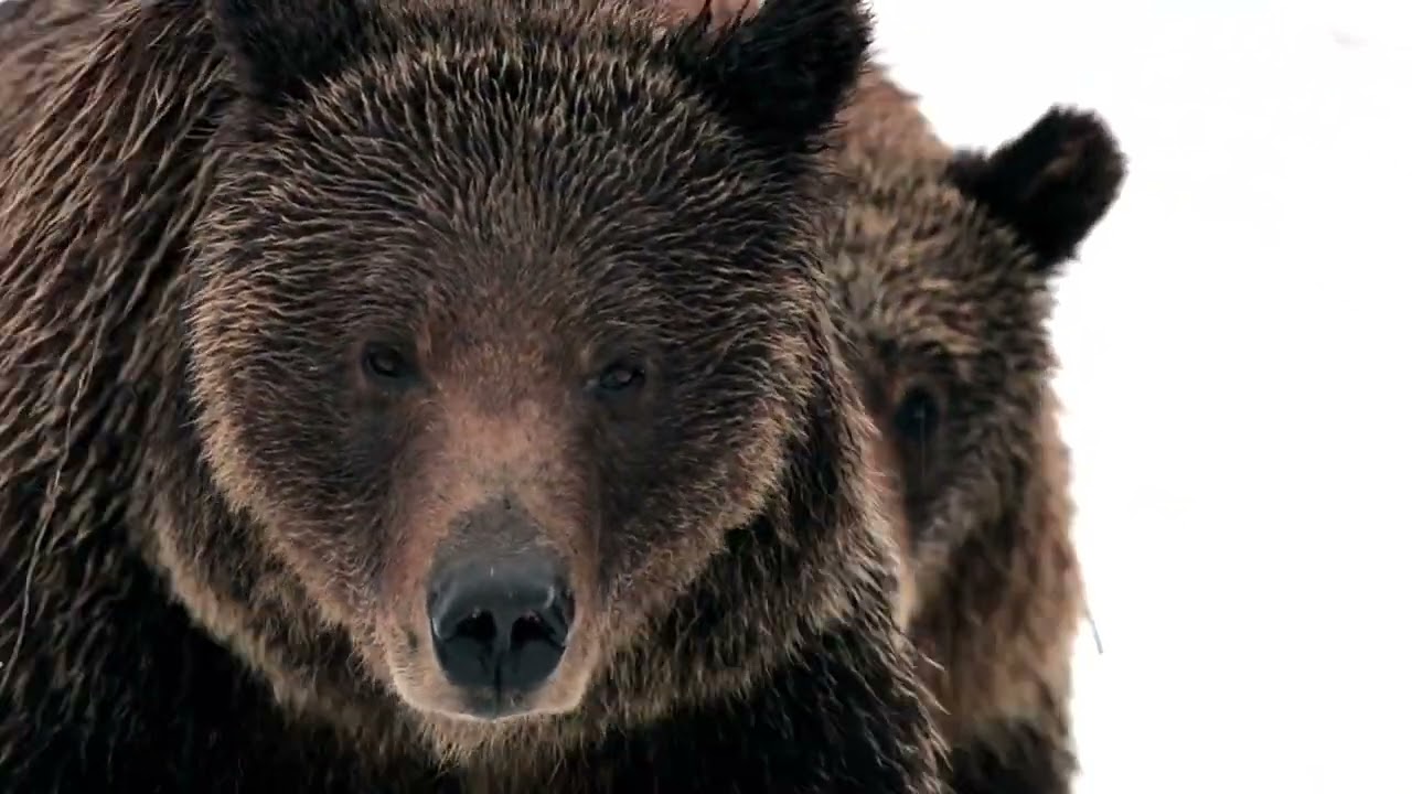 Grizzly Bear 399 & 4 Cubs Leave Den-4/16/2022-Wildlife Photography-Jackson/Grand Tetons/Yellowstone