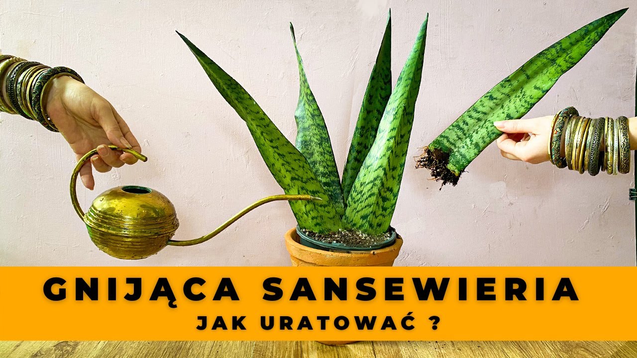 Jak uratować przelaną, gnijącą SANSEWIERIĘ - wężownicę, język teściowej ?
