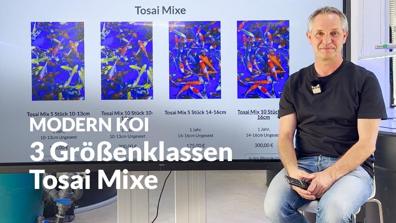 Konishi koi News - Unsere Tosai Mixe sind online