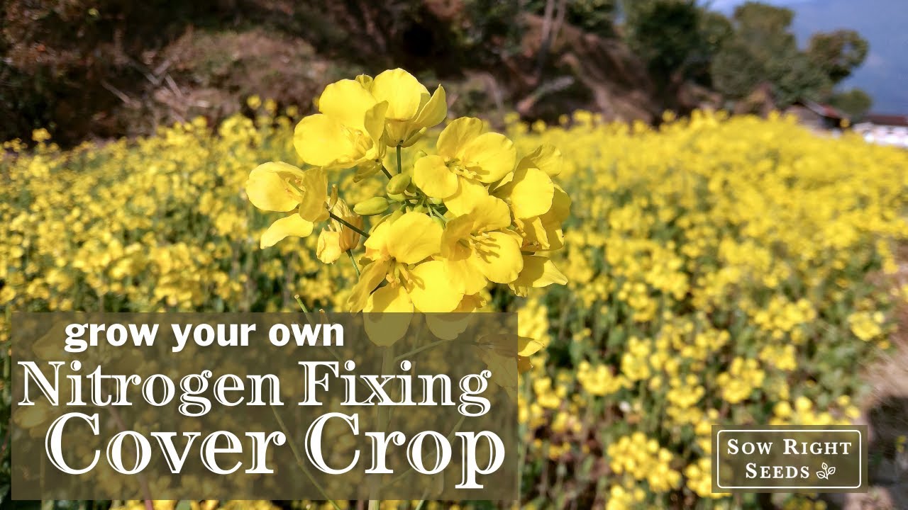 Sow Right Seeds | Nitrogen Fixing Cover Crop Seed Collection
