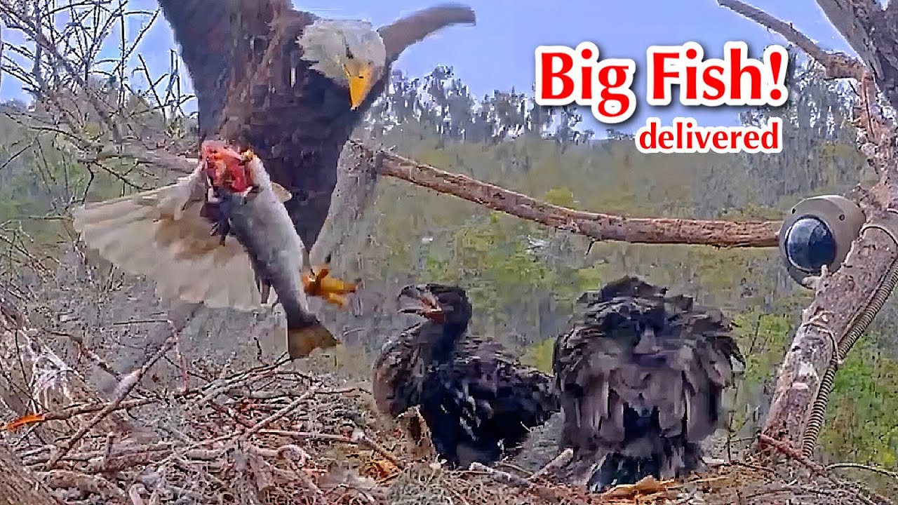 #369🦅Brutus🐥53° & Peanut🐥48°／Winter Park Eagle Nest 2026／Against All Odds:One-Eyed Mom／Wink💗Atlas