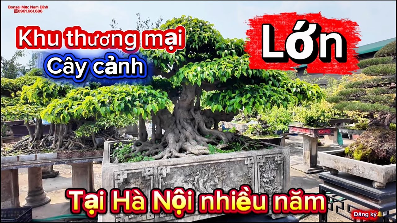 Khu thương mại cây cảnh có nhiều nghìn cây tại Hà Nội nổi tiếng từ lâu