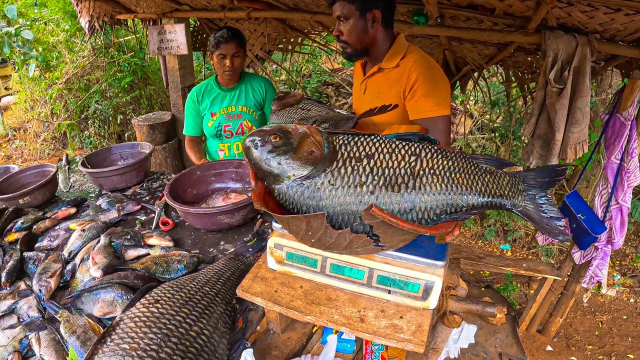 Wow!! 20kg Big Catla Fish Cutting by Expert Fish Cutter Sri Lanka Village Life Fish Cutting Style