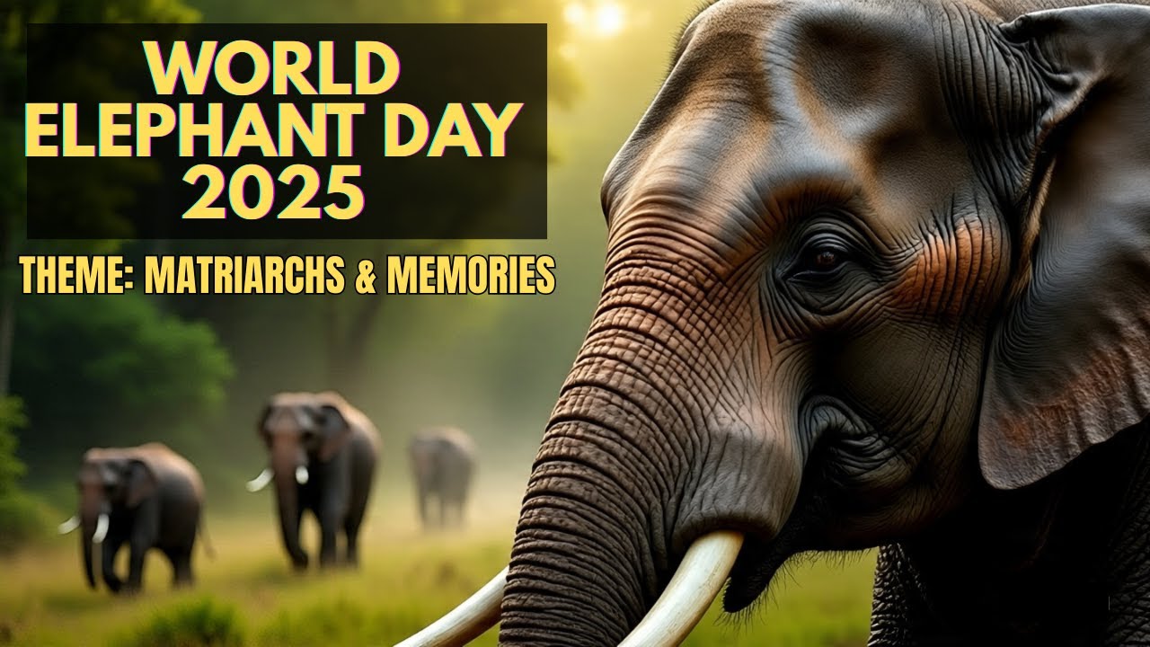 World Elephant Day 2025 | Theme: Matriarchs & Memories | Save the Elephants
