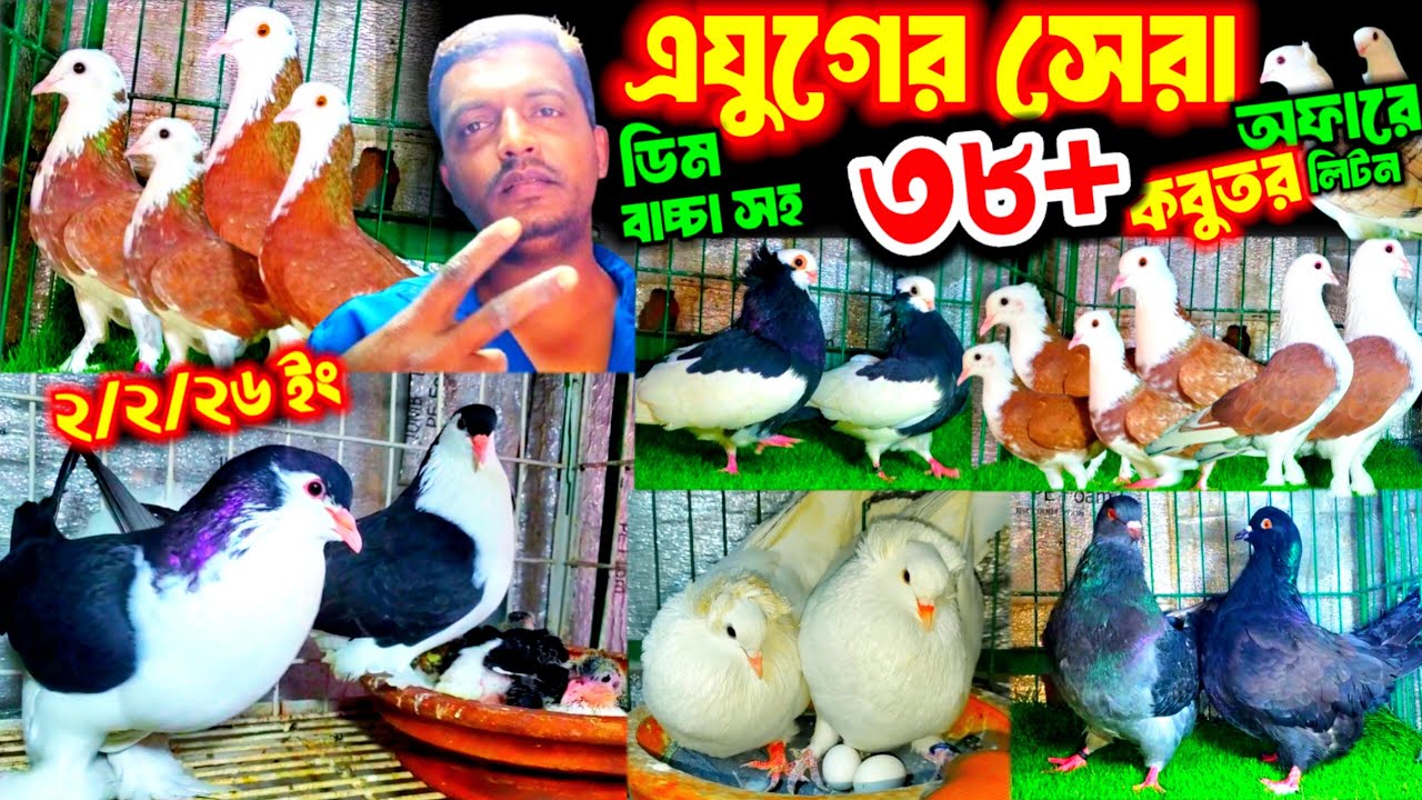 এযুগের সেরা অফারে ৩৮ জোড়া কবুতর | বাচ্চা সহ ডিম সহ কবুতর কিনুন খামার থেকে | পানির দামে কবুতর বিক্রি