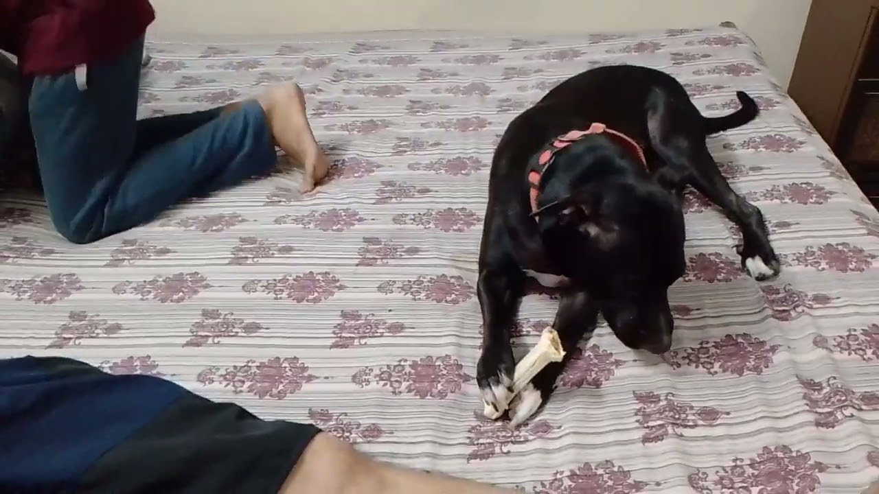 चेरी की पोजीशन देखो खेलने की लाडो बहुत क्यूट है 🐶🥰👍#dog#video#viral#YouTube#punctual cherry 🥰🥰👌