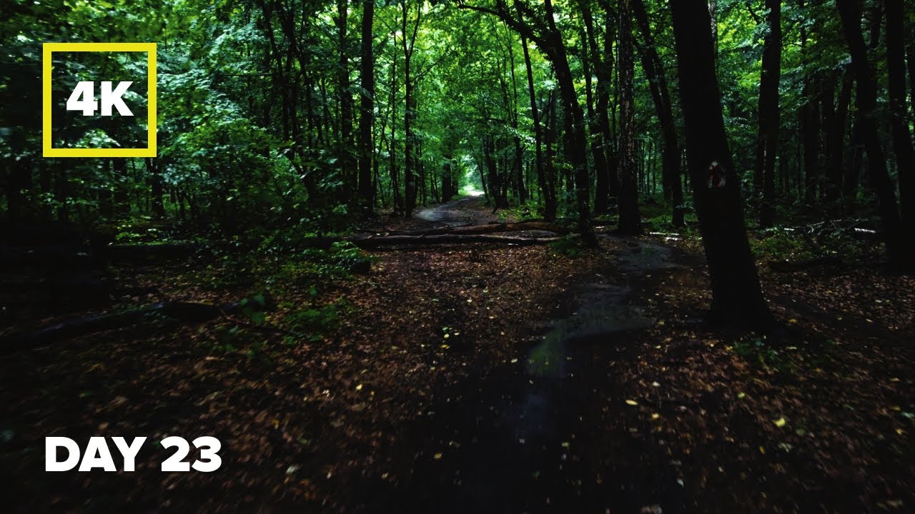 Summer rainy walk in the Kyiv city forest to the sound of rain