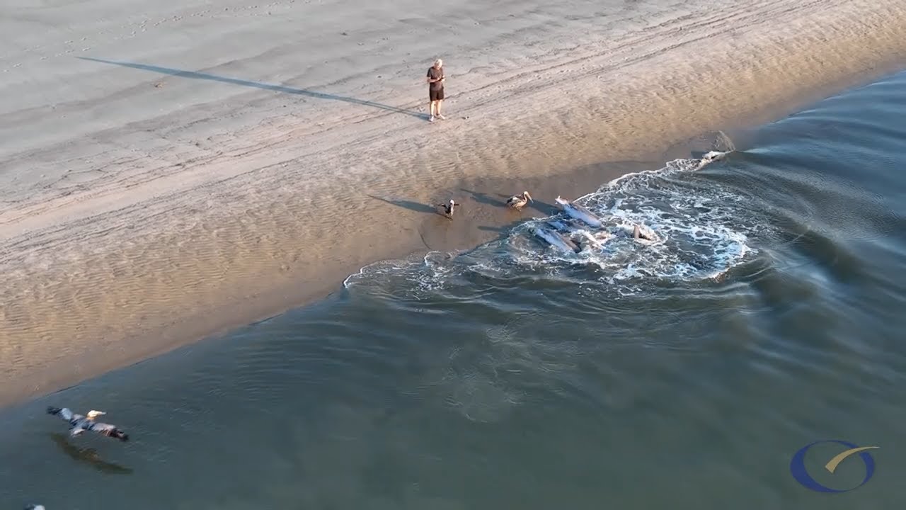 Dolphin Strand Feeding on Kiawah Island