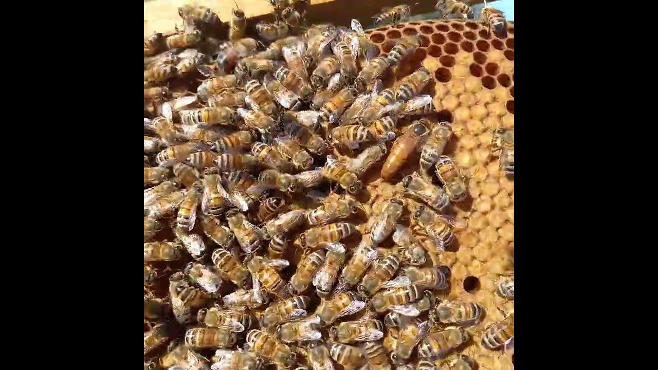 Ape nera sicula confronto alla Ligustica (PARTE 2)
