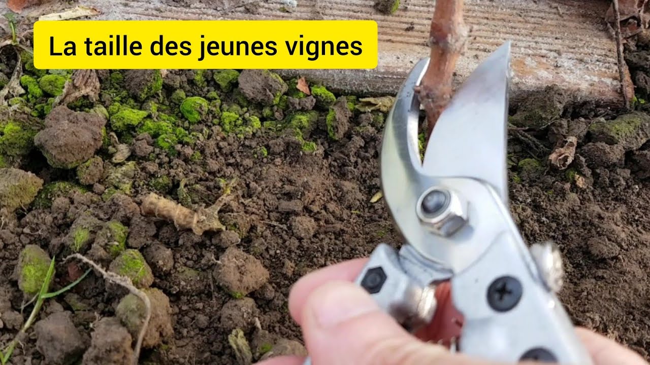 La taille des jeunes vignes à la 1ère et 2ème année 2022
