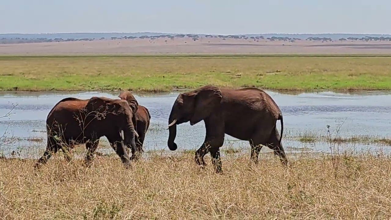 Baby Elephants playing in the Serengeti 2
