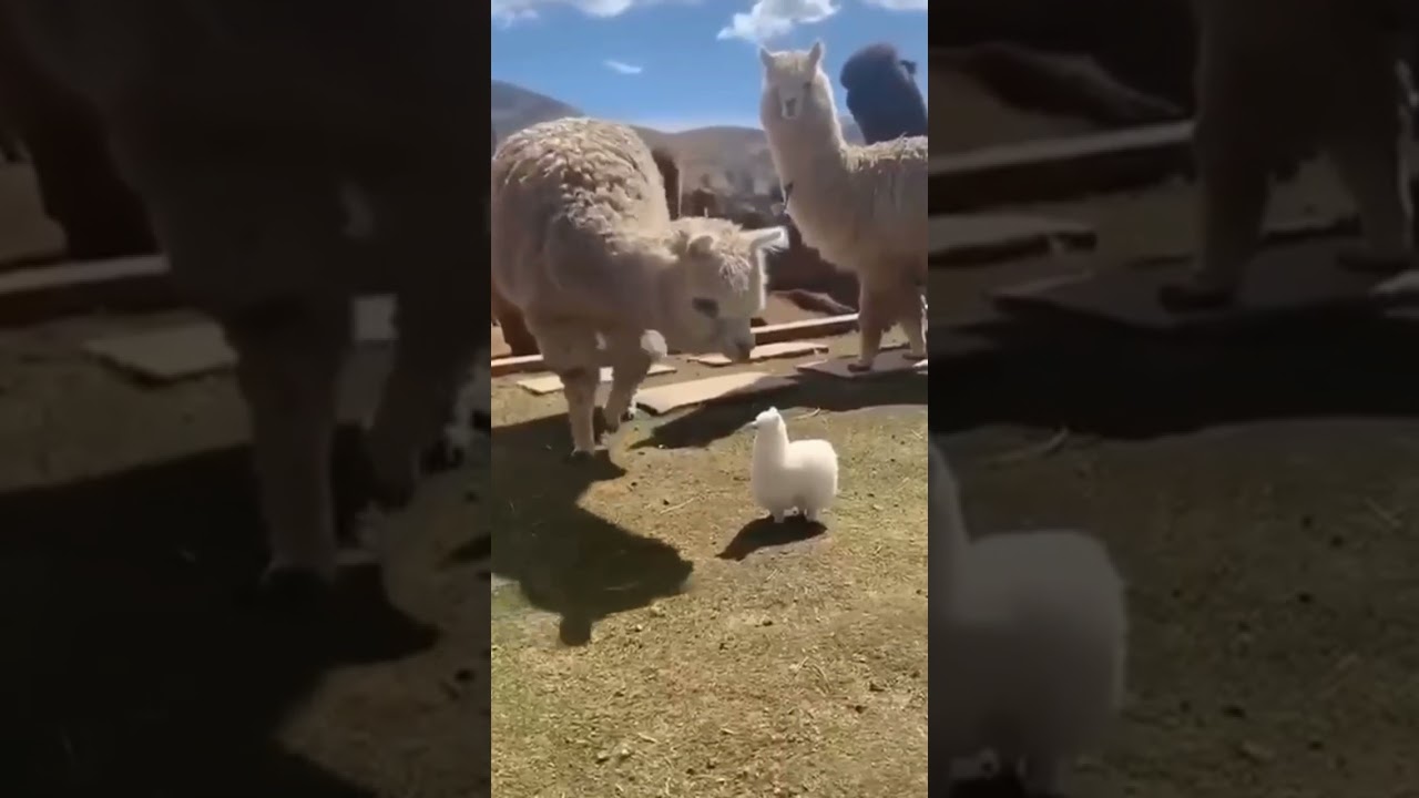 #ламы #lama